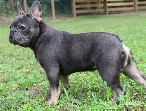 The price tags for each pup can be influenced by factors like breeder experience and location, along with coat color and pedigree. . Adult french bulldog for sale